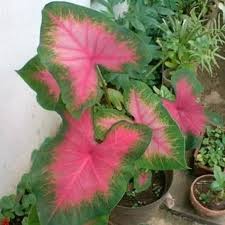 Maybe you would like to learn more about one of these? Bibit Tanaman Hias Keladi Pink Caladium Shopee Indonesia