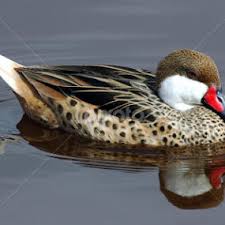 Charles Tysinger's Profile