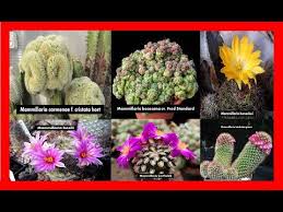 Cactus raros tipos de plantas suculentas suculentas colgantes jardín de cactus suculentas jardin flores increíbles flores raras suculentos brotes. Mammillaria Cactus 42 Tipos Y Sus Nombres Parte 1 Youtube Tipos De Cactus Nombres De Cactus Cactus Planta