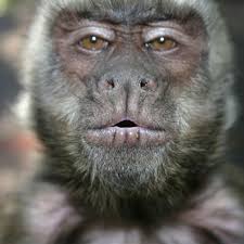 This item delivered free in india with super saver delivery. Monkeys As Pets