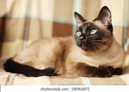 Siamese cats originated in thailand in the 14th century and are my favorite breed other than siamese would be havana browns. Observer Blue Eyes Siamese Cat Stock Photo Edit Now 100302872