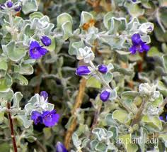 Purple Flowers Archives Desert Gardening 101
