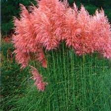 Different Colors Of Pampas Grass Cortaderia Selloana 100 Etsy Pink Pampas Grass Cortaderia Selloana Ornamental Grasses