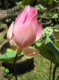 Check spelling or type a new query. Market Manila Lotus Blooms Flowers