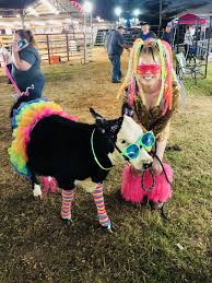 Cow Dress Up Daisy Lee Farms Cow Dress Cow Showing Livestock