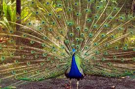Panaewa Zoo Hilo S Zoo In A Rainforest Hawaii Com Peacock Bird Peacock Bird
