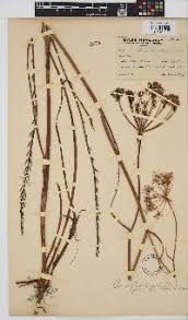 Image result for Sium repandum