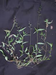 Image result for Oplismenus hirtellus