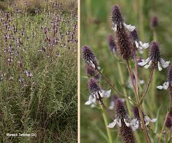 Image result for Pycnostachys reticulata