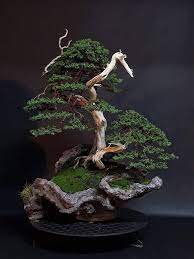 Pin By Robert Shea On Bonsai Bonsai Tree Bonsai Tree Types Buy Bonsai Tree