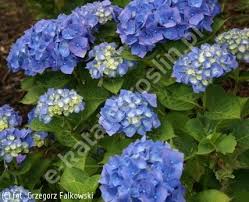 Image result for Hydrangea macrophylla bela obrázek