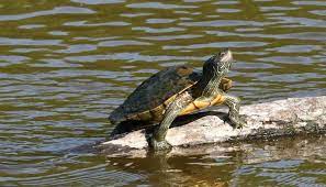 Northern Map Turtle 2021 Overview Care Sheet All Turtles
