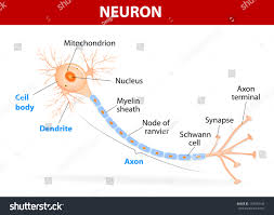 Image result for Synandrodaphne