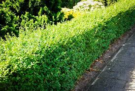 Maybe you would like to learn more about one of these? How To Care A California Privet Plant America Nursery