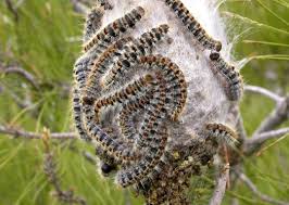 Resultado de imagen de oruga