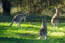 The Amazing Strength And Durability Of Kangaroo Leather