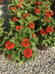 Maybe you would like to learn more about one of these? Davis Floral Company