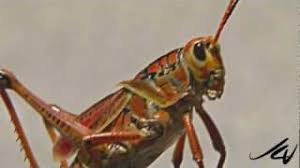 There are several color variations but the most common is dull yellow with black spots and markings. Florida S Giant Orange Grasshopper Youtube Hd Youtube