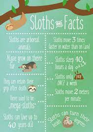 Pin By Nicole Avey On Cute Sloths Sloth Facts Sloth Sloth Birthday