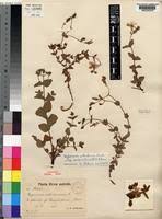 Image result for Hypericum aethiopicum