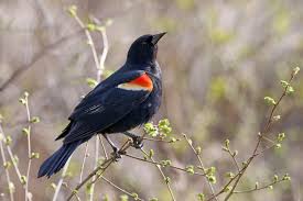 Black Bird With Red And Yellow Wing Tips The Red Badge Of Spring Red Winged Blackbirds In 2020 Black Bird Happy Bird Day Badge
