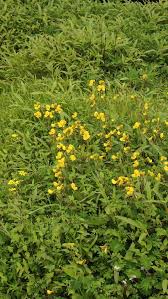 Image result for Dicliptera maculata