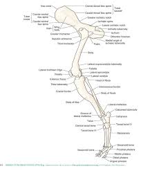 Going from his 'hips' down there is the coccyx, then femur and patella or kneecap, tibia and. Https Univet Hu Wp Content Uploads 2019 10 Bones Of The Hindlimb Pdf