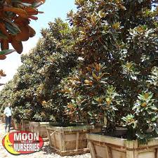 Delight your loved ones with flowers from a phoenix flower shop. Flowering Trees Trees Moon Valley Nurseries