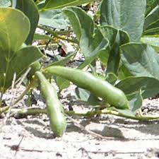 Image result for Neorautanenia mitis