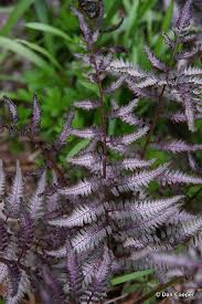 Japanese Painted Fern Japanese Painted Fern Low Maintenance Garden Diy Landscaping
