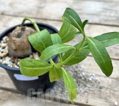 Image result for Pterodiscus angustifolius