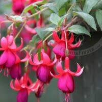 Balcony Queen = Balcon Queen