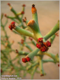 Image result for Euphorbia halipedicola