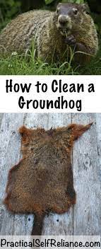 How To Clean And Skin A Groundhog Woodchuck Wild Game Recipes Game Food Survival