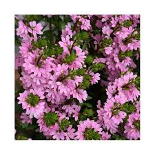 Image result for foto Vějířovka