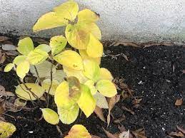 Check spelling or type a new query. Hydrangeas Forum Please Help Hydrangea Leaves Yellowing Dying Garden Org