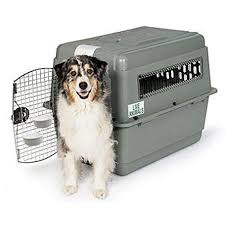 We provide customized pet transportation services. Dog Transport Services Gradlyn Petshipping