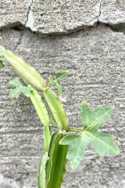 Image result for Cissus quadrangularis