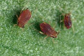 This implies that the virus does not replicate within the vector and can persist in the vector for its whole lifespan. Banana Leaves Wall Art Page 7 Of 35 Fine Art America