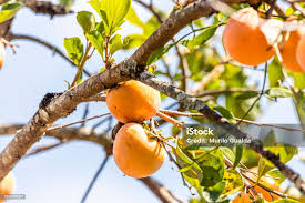 Image result for Manilkara kauki