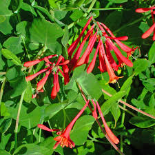 We did not find results for: Lonicera Sempervirens Coral Honeysuckle For Sale Rare Roots