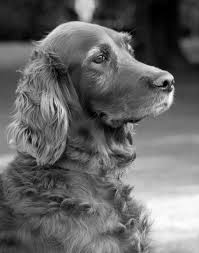 Image result for irský setr