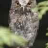 Ziegenmelker youtube, ziegenmelker anhören, ziegenmelker ruf, ziegenmelker stimme, ziegenmelker gesang, ziegenmelker vogel, ziegenmelker gattung, ziegenmelker ruf mp3, ziegenmelker deutschland, ziegenmelker fotos ziegenmelker bilder. Https Encrypted Tbn0 Gstatic Com Images Q Tbn And9gcsimo9jpmkomhtoujidmnod5j5tn0vlt Vxze Q Ouefx38twwv Usqp Cau