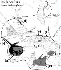 Image result for Pandiaka welwitschii