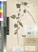 Image result for Celosia trigyna