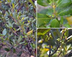 Image result for Rytigynia sp. M