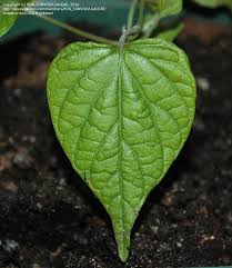 Image result for Ipomoea involucrata