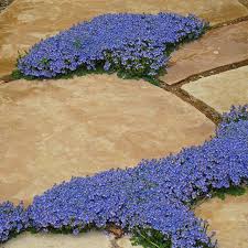 Apr 09, 2021 · 3 gal. Thyme Leaf Speedwell Veronica Oltensis High Country Gardens