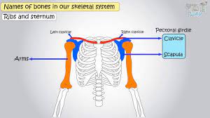 The spine supports your body and helps you walk, twist and move. Names Of Bones Of Human Skeleton Science Grade 5 Tutway Youtube
