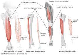 Knock out all these exercises in this order to really feel each muscle of your legs come alive in new ways. Quadriceps Femoris Muscle Anatomy Britannica